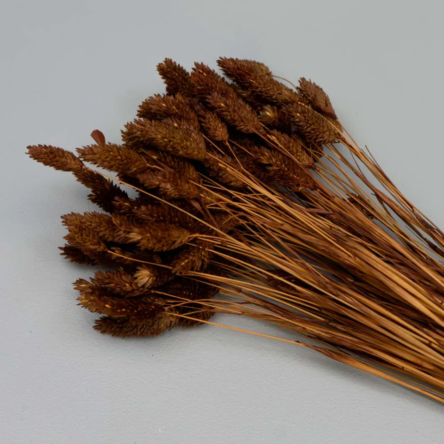 Brune Phalaris Blomster – Tørrede Dekorative Græsstrå