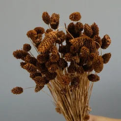 Brune Phalaris Blomster – Tørrede Dekorative Græsstrå