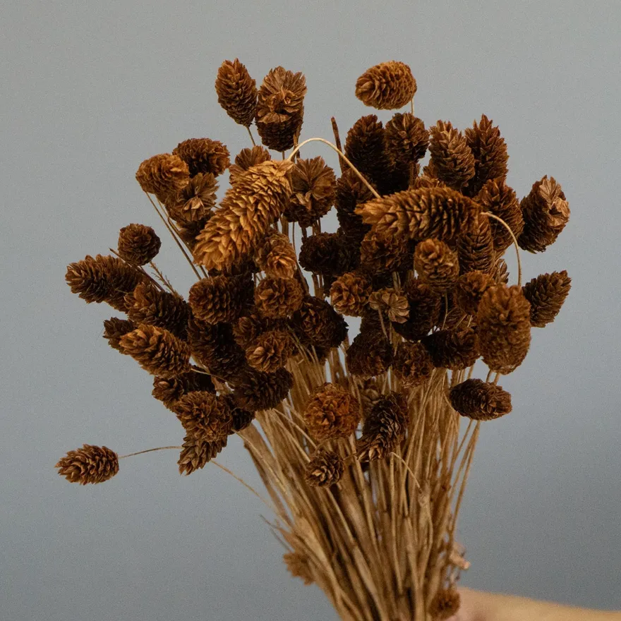 Brune Phalaris Blomster – Tørrede Dekorative Græsstrå