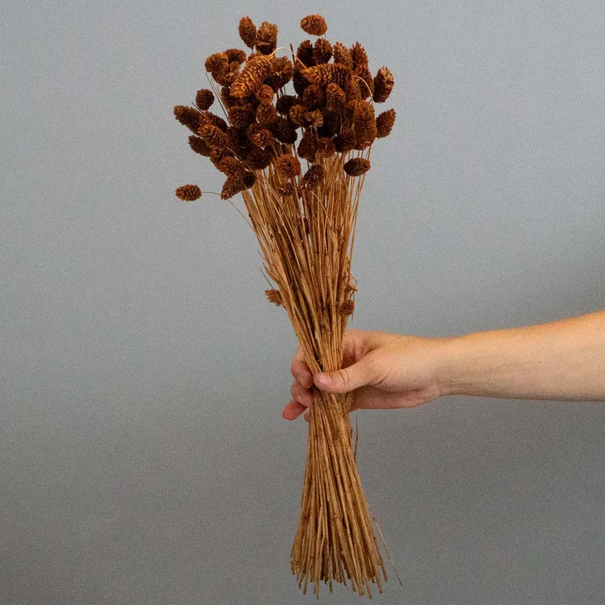 Brune Phalaris Blomster – Tørrede Dekorative Græsstrå