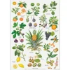 Koustrup & Co Plakat - Orangeri