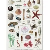 Koustrup & Co plakat - Stranden