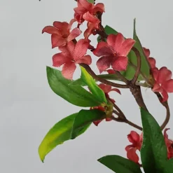 Kunstig blomst fra Bungalow - Ixora Scarlet