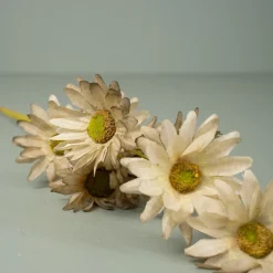 Kunstig blomst fra Bungalow - Marguerite Cashmere