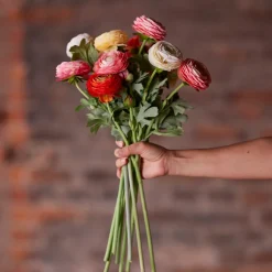 Kunstig Blomst - Ranunkel, 50 cm. APRICOT