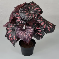 Kunstig Blomst - Rexbegonia, vinrød 30 cm.
