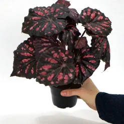 Kunstig Blomst - Rexbegonia, vinrød 30 cm.