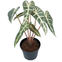 Kunstig plante - Alocasia 30 cm. - Mønstret