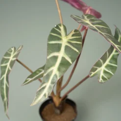 Kunstig plante - Alocasia 30 cm. - Mønstret