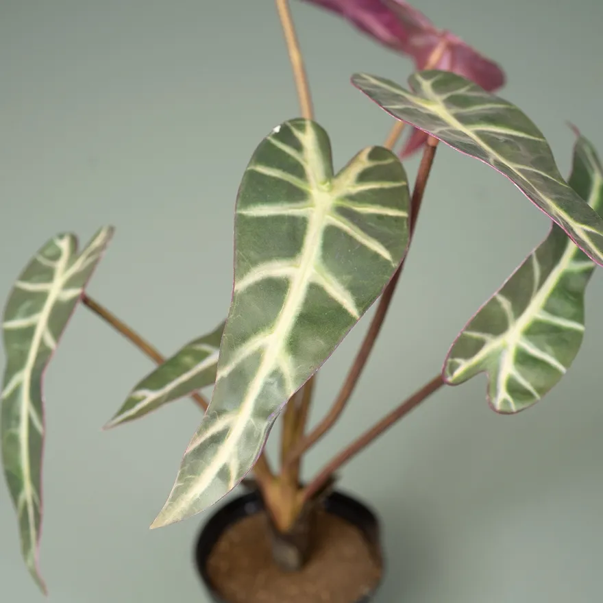 Kunstig plante - Alocasia 30 cm. - Mønstret