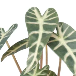 Kunstig plante - Alocasia 30 cm. - Mønstret