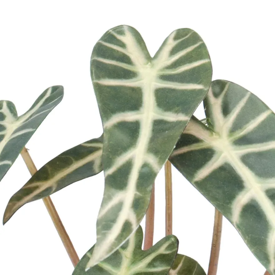 Kunstig plante - Alocasia 30 cm. - Mønstret