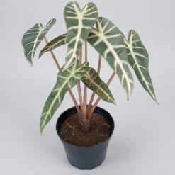Kunstig plante - Alocasia 30 cm. - Mønstret