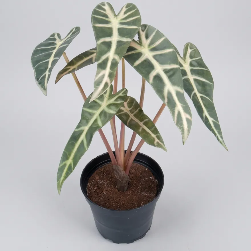 Kunstig plante - Alocasia 30 cm. - Mønstret