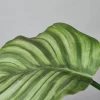 Kunstig plante - Calathea 55 cm. grøn