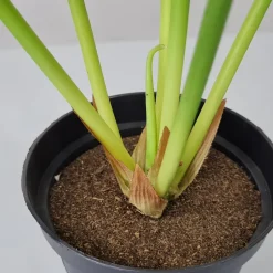 Kunstig plante - Calathea 55 cm. grøn