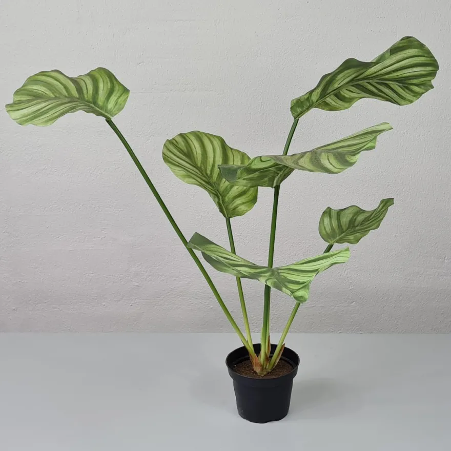 Kunstig plante - Calathea 55 cm. grøn