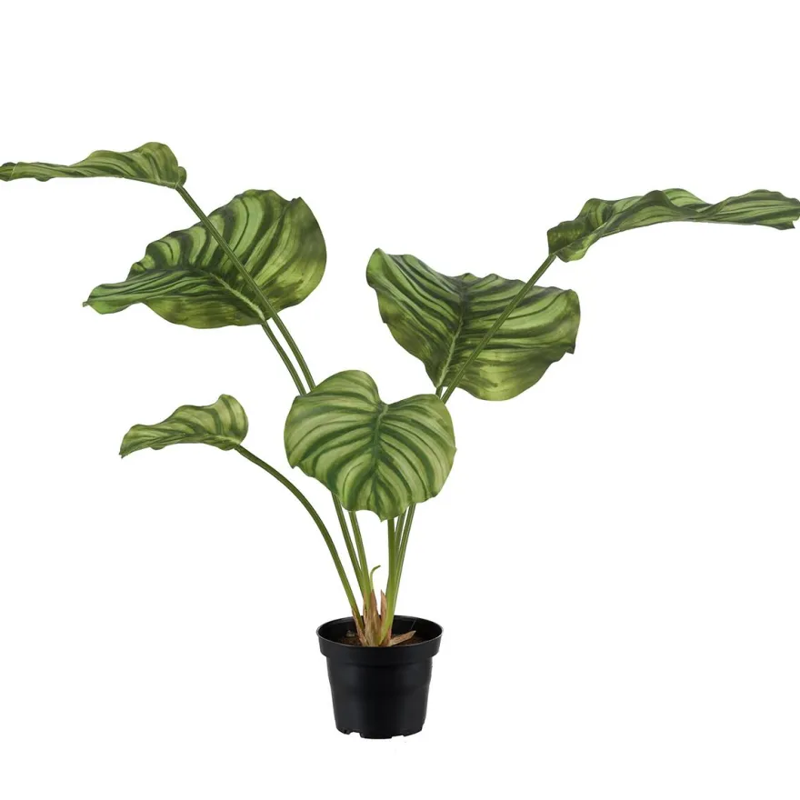 Kunstig plante - Calathea 55 cm. grøn