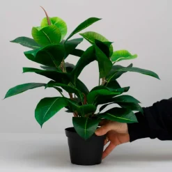 Kunstig Plante - Fikus Robusta, Grøn, 37 cm