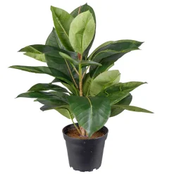 Kunstig Plante - Fikus Robusta, Grøn, 37 cm