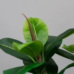 Kunstig Plante - Fikus Robusta, Grøn, 37 cm