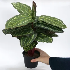 Kunstig Plante - Maranta 48 cm