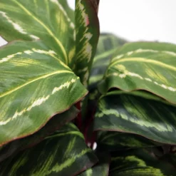 Kunstig Plante - Maranta 48 cm