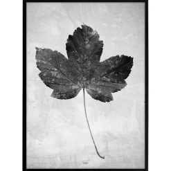 Plakat - Greyish Maple