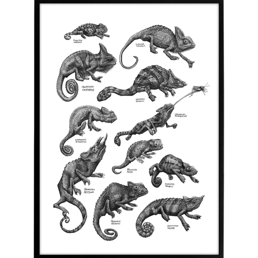 Plakat - Kamæleoner, sort/hvid