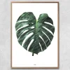 Plakat - Monstera, grøn
