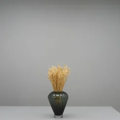 Tørrede Blomster - Briza Maxima, Cremehvid
