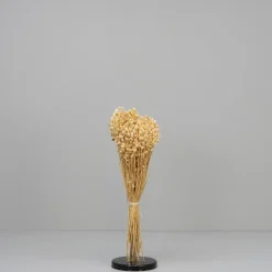 Tørrede Blomster - Briza Maxima, Cremehvid