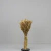 Tørrede Blomster - Briza Maxima, Natur
