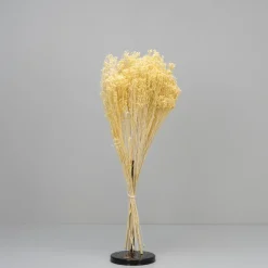 Tørrede Blomster - Broom Bloom, Cremehvid