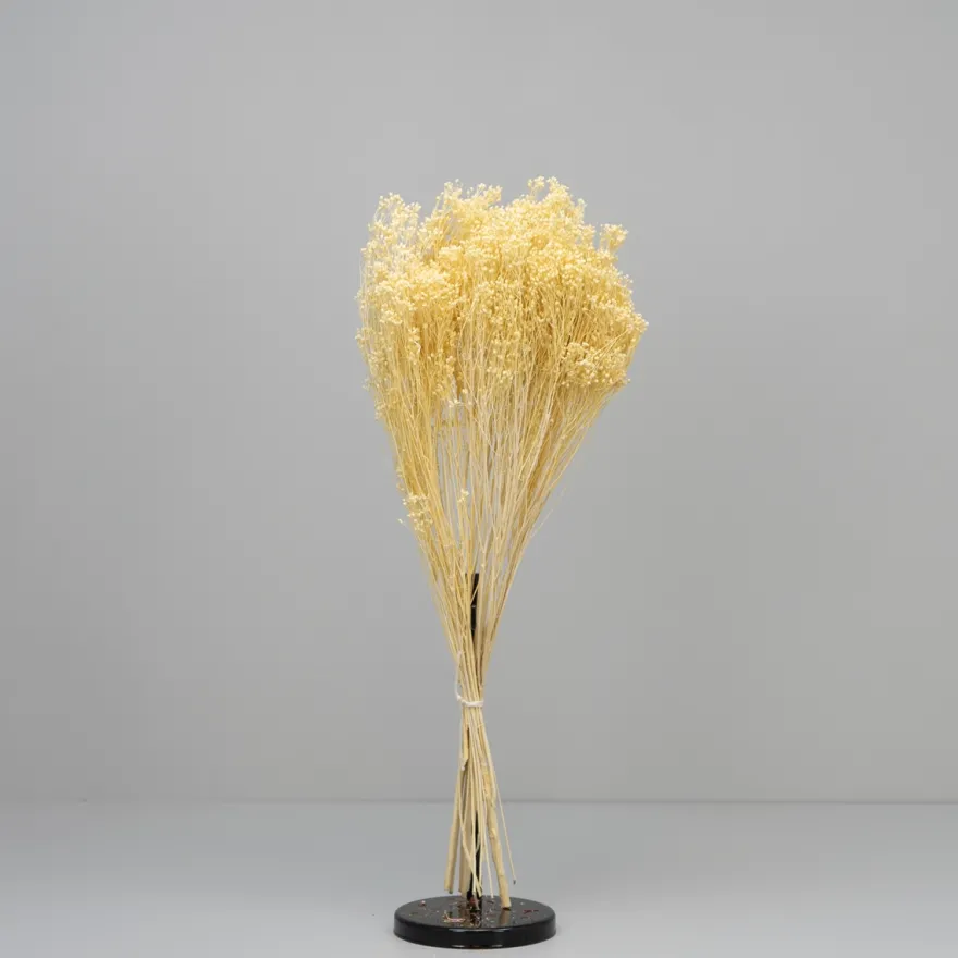 Tørrede Blomster - Broom Bloom, Cremehvid