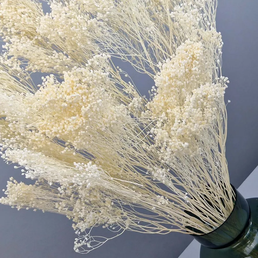 Tørrede Blomster - Broom Bloom, Cremehvid
