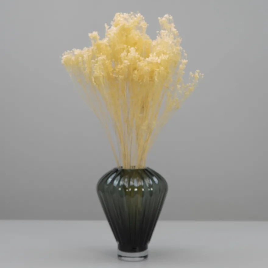 Tørrede Blomster - Broom Bloom, Cremehvid