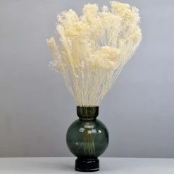 Tørrede Blomster - Broom Bloom, Cremehvid