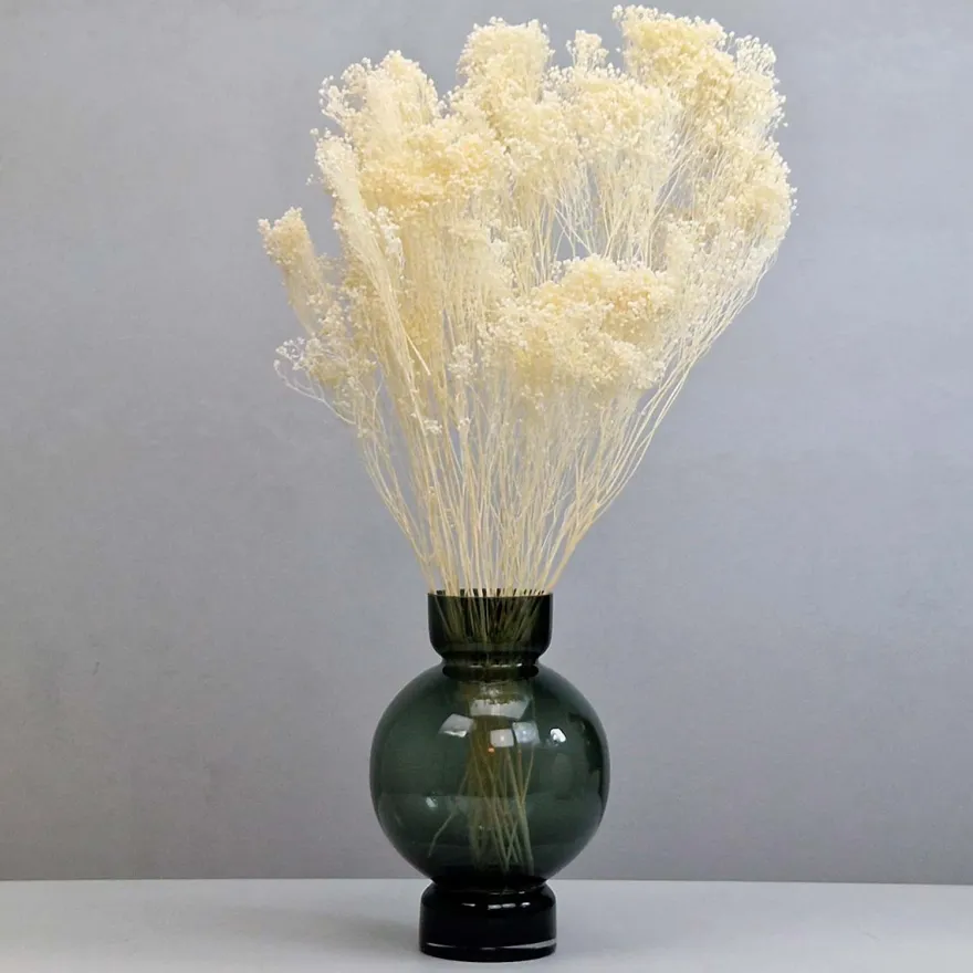 Tørrede Blomster - Broom Bloom, Cremehvid