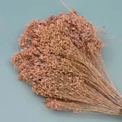 Tørrede Blomster - Broom Bloom, Powder Pink