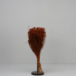 Tørrede Blomster - Broom Bloom, Terracotta