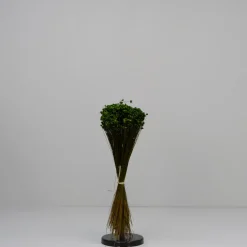 Tørrede Blomster - Glixia, Grøn
