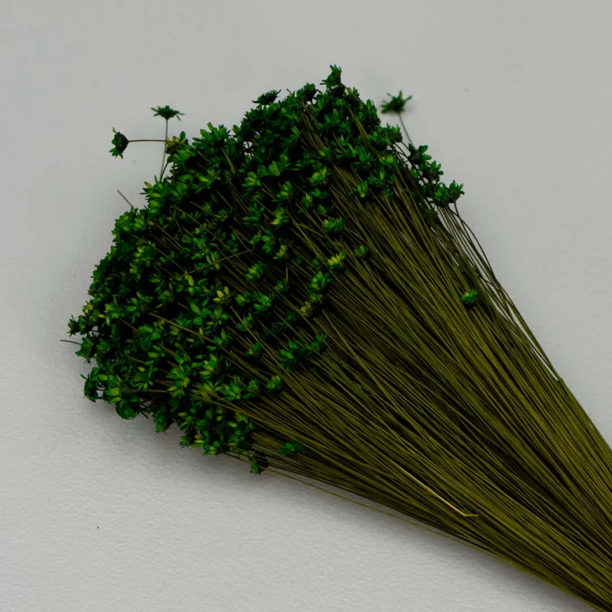 Tørrede Blomster - Glixia, Grøn