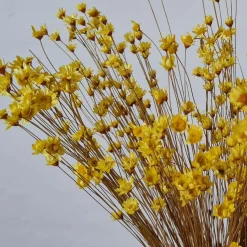 Tørrede Blomster - Glixia, Gul