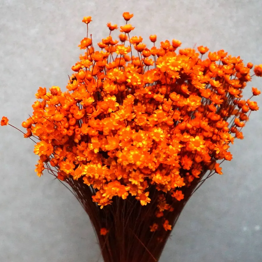 Tørrede Blomster - Glixia, Orange