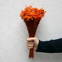 Tørrede Blomster - Glixia, Orange