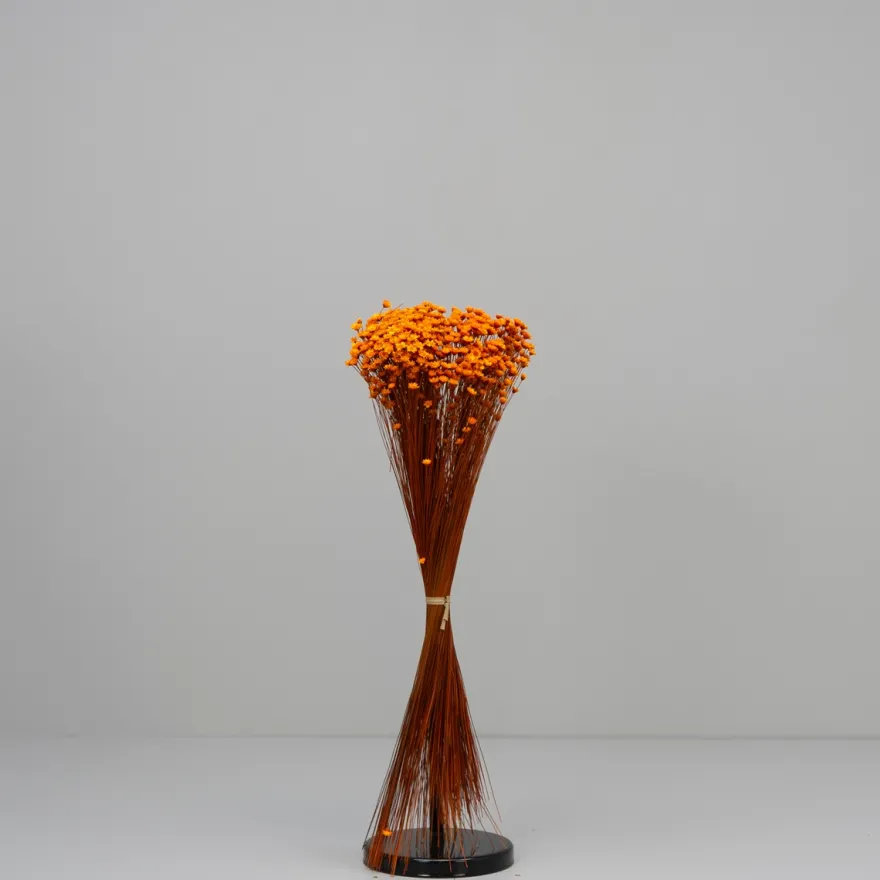 Tørrede Blomster - Glixia, Orange