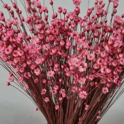 Tørrede Blomster - Glixia, Pink