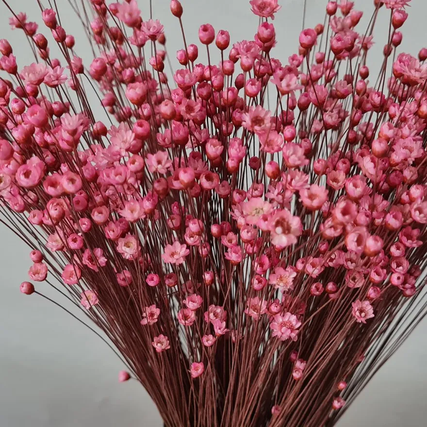 Tørrede Blomster - Glixia, Pink