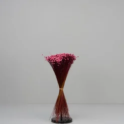 Tørrede Blomster - Glixia, Pink